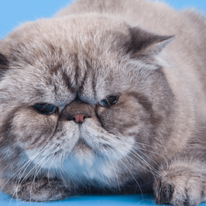 Introduction to Cat Behaviour Certification