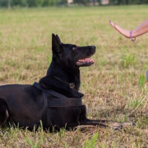 Introduction to Being a Dog Trainer Certificate
