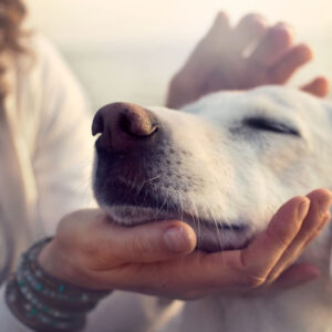Canine Communication Diploma