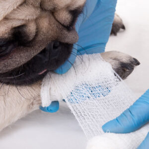 Pet First Aid Certification