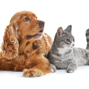 Introduction to Kennel and Cattery Management Certification
